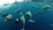 Awesome  Spinner Dolphins filmed leaping by Spydolphin!