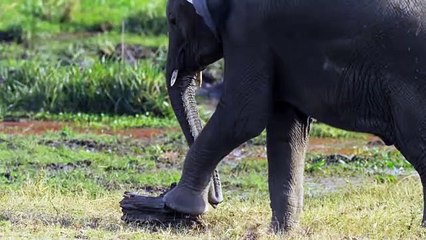 Robot Spy Tortoise gets Squashed by Elephant