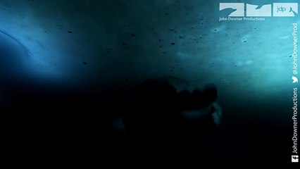 Polar Bear Cub Plays With Snowballs