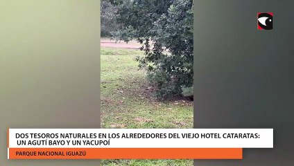 Dos tesoros naturales en los alrededores del viejo hotel Cataratas un agutí bayo y un yacupoí