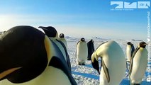 Robotic Penguin Lays EggCam & Gets A Surprising Viewpoint!