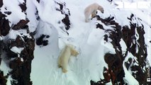 Polar bear saves cubs from dangerous male polar bear