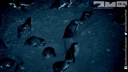 Vampire Bats Attack Penguins