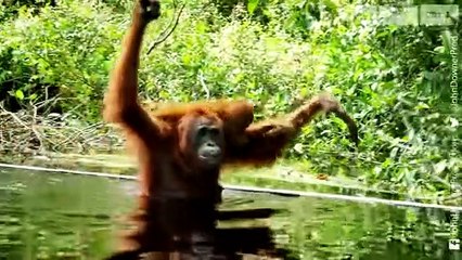 Wild Orangutans Learn to Wash with Soap