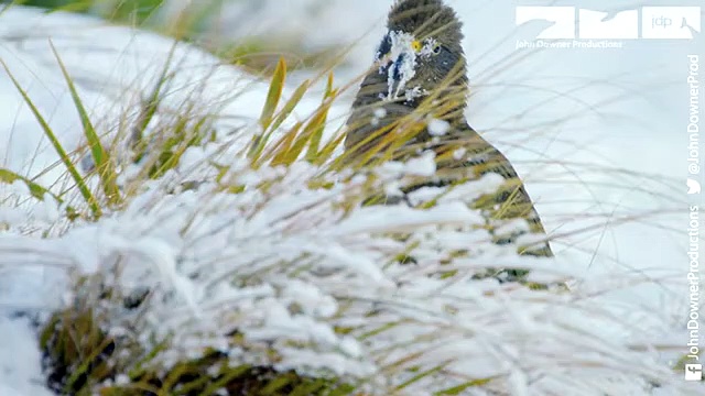 Robotic Parrot Talks To Kea Parrot