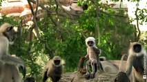 Robotic Spy Monkey Gets An Astonishing Reaction