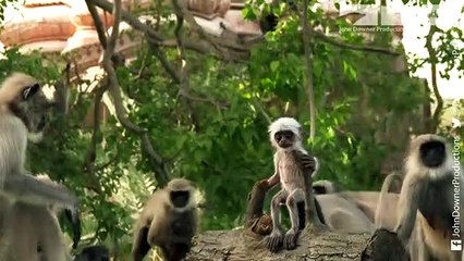 Robotic Spy Monkey Gets An Astonishing Reaction