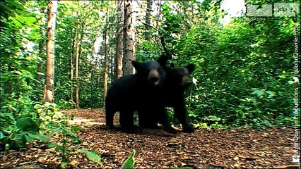 The Astonishing Invisible Spy Camera Films Black Bears!