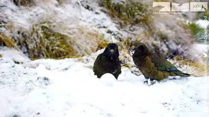 Kea Parrots Play With Snowballs & Discover One To Be Particularly Intriguing!