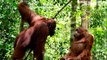Robotic Spy Orangutan Meets Real Orangutans For The First Time