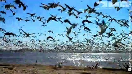Bald Eagle Vs Snow Geese