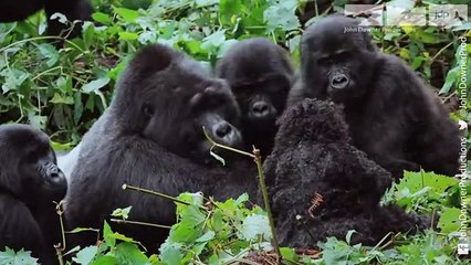 Will Robot Spy Gorilla Be Welcomed By The Great Silverback