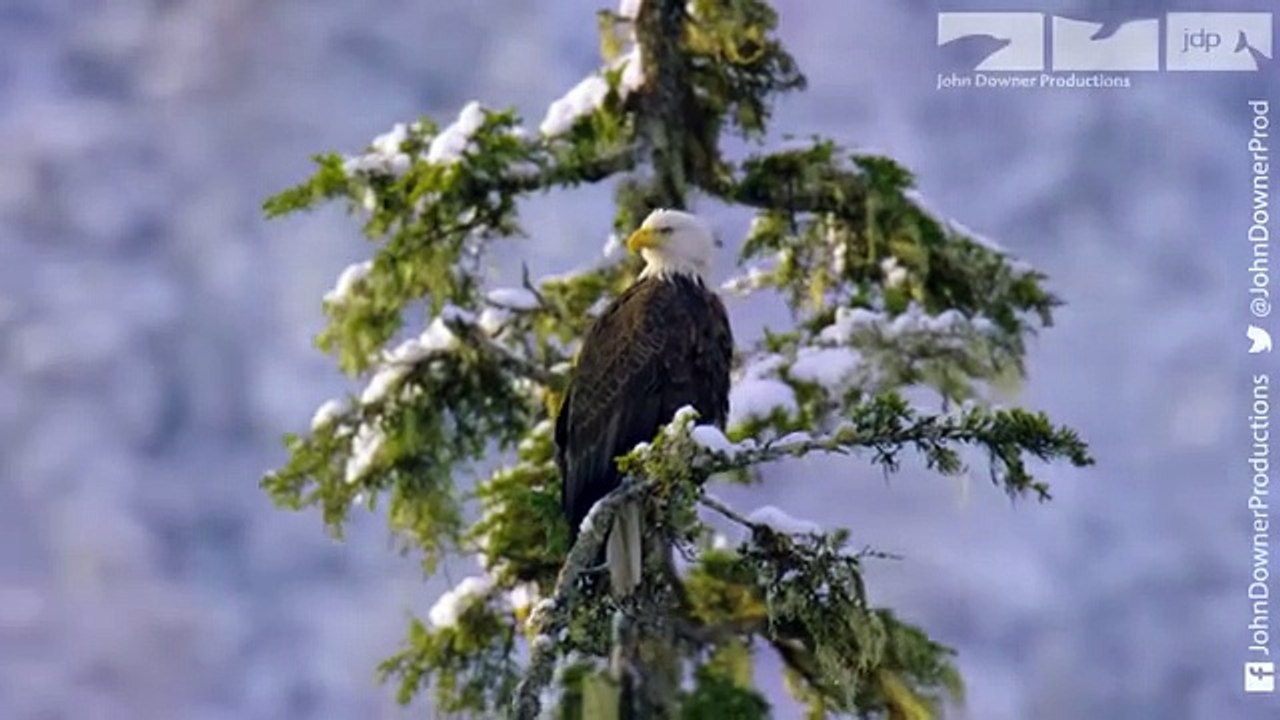 Robot Spy Otter Films Sea Otter Trying To Kidnap Pup