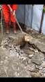 Crocodilos saem de buraco em calçada e assustam moradores da Índia