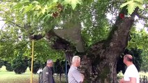 929 yıllık tarihi çınar ağacı adeta yıllara meydan okuyor