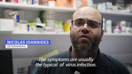 Cyprus cats get Covid human meds