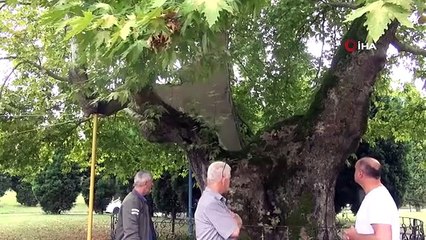 Un sycomore de 929 ans défie presque les années