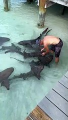 L'instructeur parle aux requins nourrices