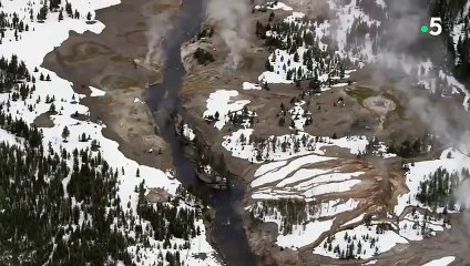 Ces bisons sont en galère d'eau chaude - ZAPPING SAUVAGE