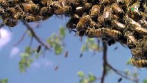 Abeilles tueuses VS abeilles fragiles - ZAPPING SAUVAGE