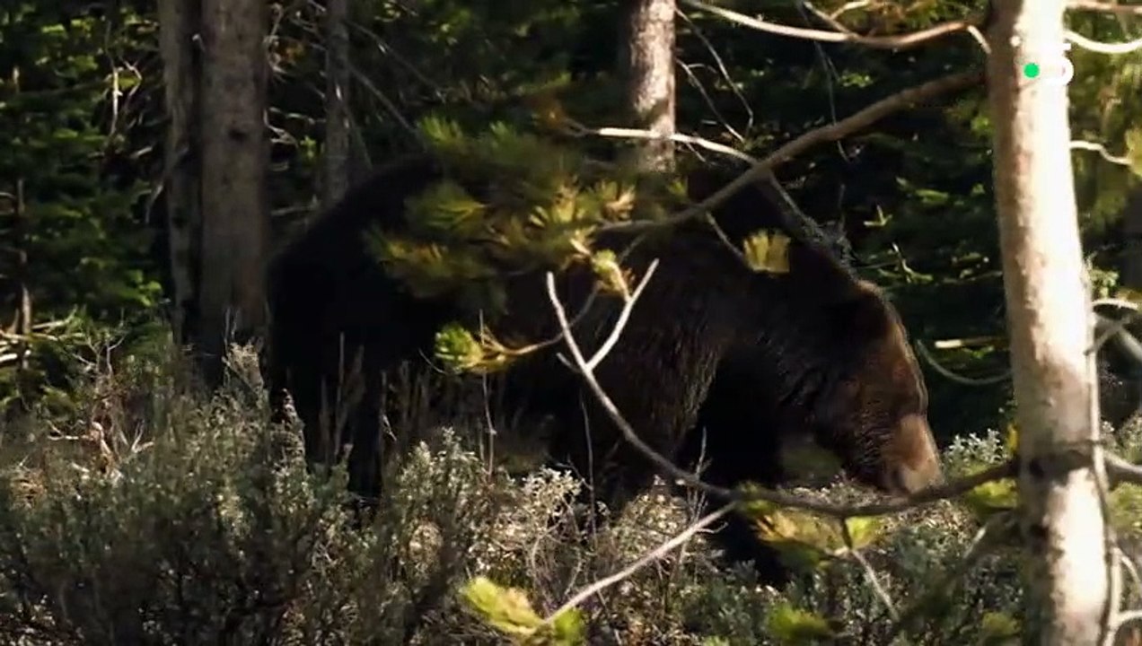 Grizzlys contre loups, ça tourne bien - ZAPPING SAUVAGE