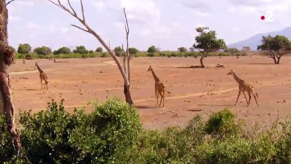 Lionnes VS girafe, ça tourne pas ouf - ZAPPING SAUVAGE