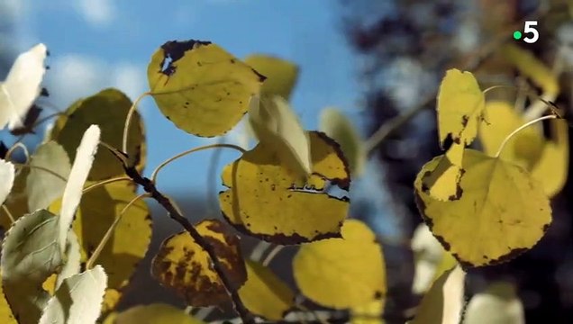 Combat de wapitis impressionnant - ZAPPING SAUVAGE