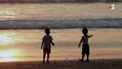 Le mystère des tortues marines - ZAPPING SAUVAGE