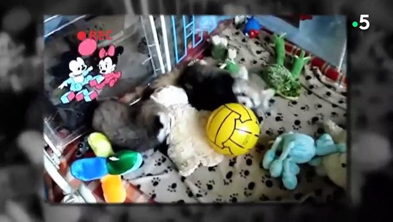 Ça va pas  Regarde ce bébé panda roux - ZAPPING SAUVAGE