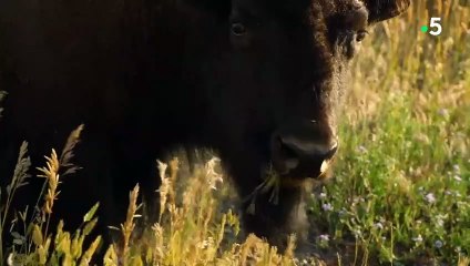 Combat de bisons impressionnant - ZAPPING SAUVAGE