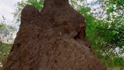 Les termites charbonnent comme jamais - ZAPPING SAUVAGE