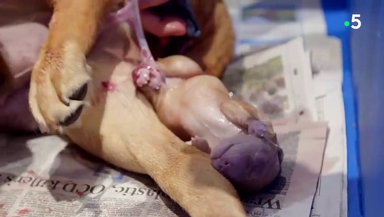 Naissance de bébé labrador en direct - ZAPPING SAUVAGE