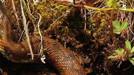 L'accouplement des serpents, tellement glamour - ZAPPING SAUVAGE