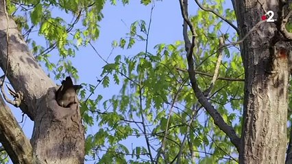 Ce caneton saute de 20m volontairement ! - ZAPPING SAUVAGE