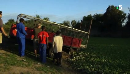 Capturer un crocodile  le coup de stress - ZAPPING SAUVAGE