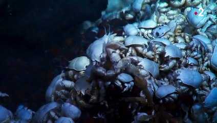 C'est ça l'origine de la vie  - ZAPPING SAUVAGE