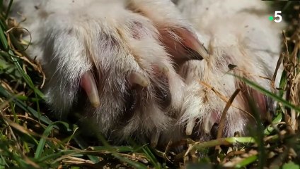 Le fennec est quand même bien mignon - ZAPPING SAUVAGE