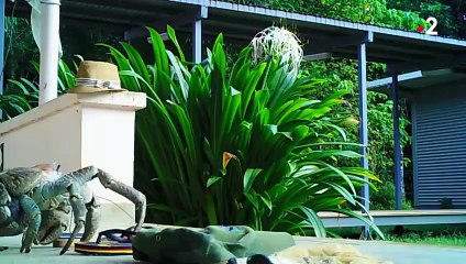 Le plus grand crabe du monde est kleptomane - ZAPPING SAUVAGE