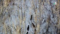 Meute de loups VS troupeau de bisons - ZAPPING SAUVAGE