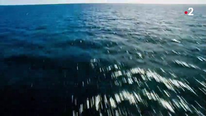 Le grand spectacle des raies mobulas - ZAPPING SAUVAGE