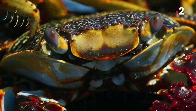 Crabe VS poulpe VS murène la folle poursuite - ZAPPING SAUVAGE