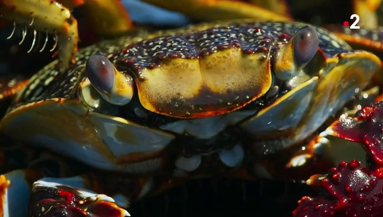 Crabe VS poulpe VS murène  la folle poursuite - ZAPPING SAUVAGE