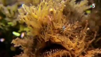 Le poisson-grenouille est une belle fripouille - ZAPPING SAUVAGE