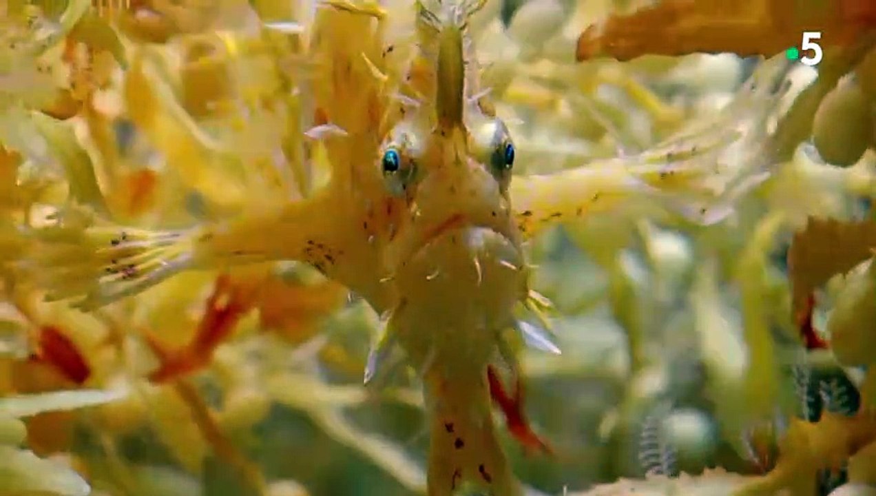 Le poisson qui ne savait pas nager - ZAPPING SAUVAGE