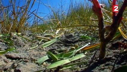 Comment les fourmis ont inventé l'agriculture - ZAPPING SAUVAGE
