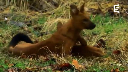 Le chien d'Asie pisse sur les deux pattes avant - ZAPPING SAUVAGE