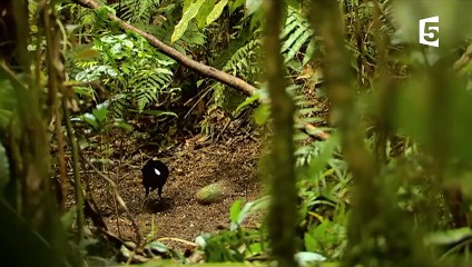La danse hilarante de l'oiseau de paradis - ZAPPING SAUVAGE