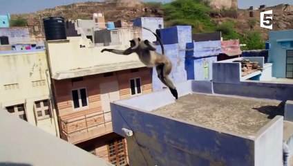 Des singes sacrés en mode Parkour - ZAPPING SAUVAGE