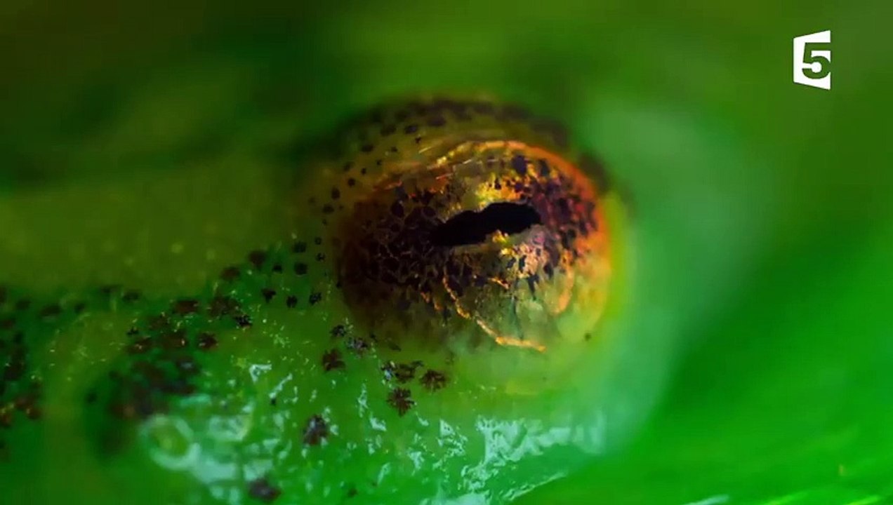 Grenouille Taekwondo VS Guêpe Infernale - ZAPPING SAUVAGE