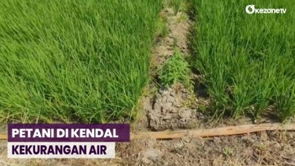 Petani di Kendal Rela Keluarkan Biaya Lebih demi Mendapatkan Air untuk Sawahnya